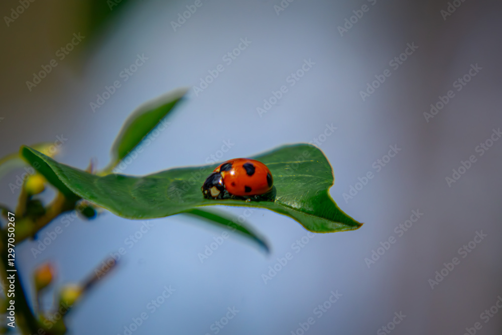 Fototapeta premium seven-spot ladybug found on a leaf in the forest on a macro scale