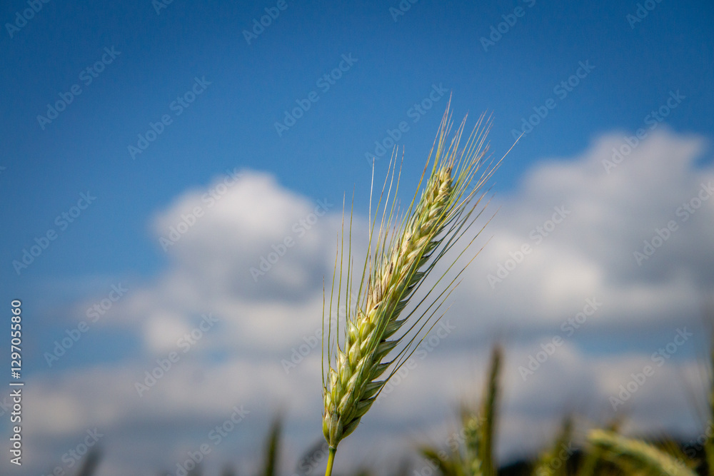 grain growing in the field against the background of a beautiful blue sky with white clouds grain growing in the field against the background of a beautiful blue sky with white clouds