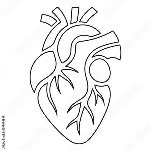 Anatomical Human Heart Outline Vector Illustration Medical Concept