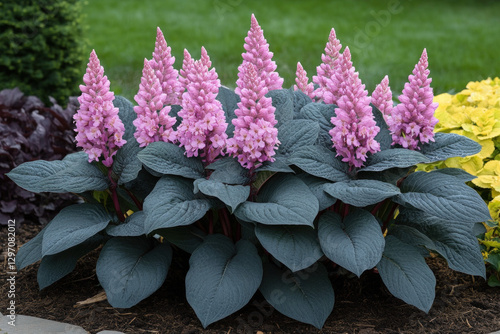 A blooming Rodgersia plant,...