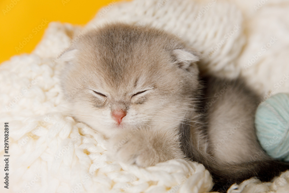 A sleepy kitten resting on a soft white blanket, surrounded by knitted yarn balls. The peaceful scene captures the calmness and comfort of the moment. A sleepy kitten resting on a soft white blanket, surrounded by knitted yarn balls. The peaceful scene captures the calmness and comfort of the moment.