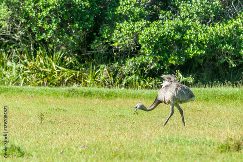 Ema no Parque Nacional da Lagoa do Peixe