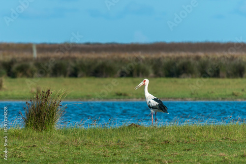 João-grande no Parque Nacional da Lagoa do Peixe.