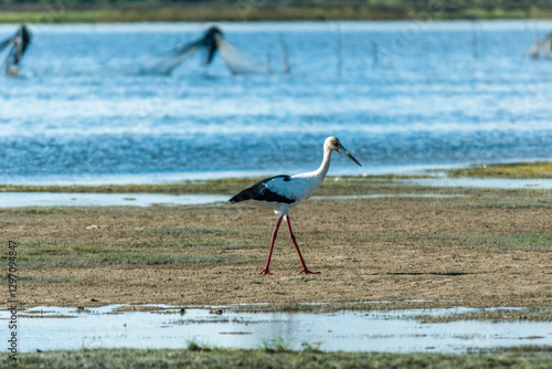 João-grande no Parque Nacional da Lagoa do Peixe.