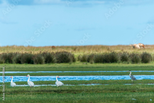 Aves no Parque Nacional da Lagoa do Peixe