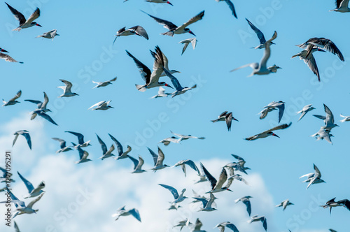 Revoada de aves (talha-mar e trinta-reis), Molhes Leste.de São José do Norte-RS