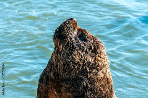 Leão-marinho-do-sul (Otaria flavescens), Molhes Leste de São José do Norte-RS
