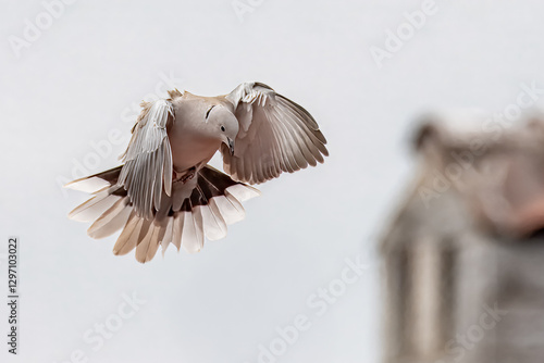 Una tortora dal collare orientale (Streptopelia decaocto) in volo con le ali spiegate, pronta ad atterrare sul tetto di un edificio. photo