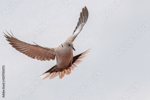 Fotografía Una tortora dal collare orientale (Streptopelia decaocto) in volo con le ali spiegate, pronta ad atterrare sul tetto di un edificio