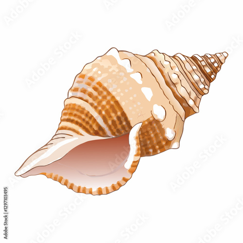 Seashell isolated  white background Seashell for you design  vector  illustration