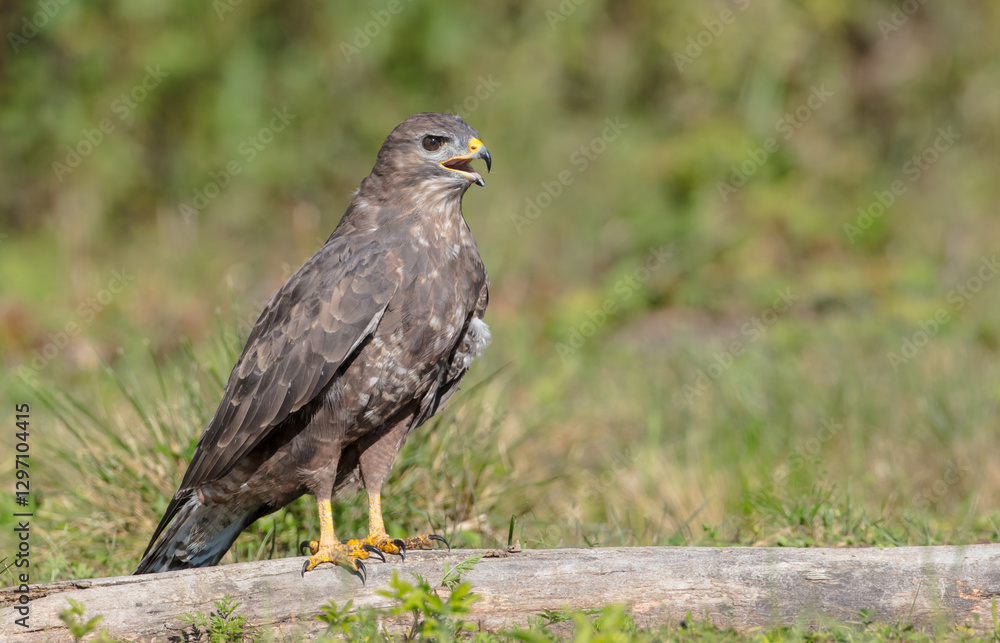 Common Buzzard in autumn at a wet forest Common Buzzard in autumn at a wet forest