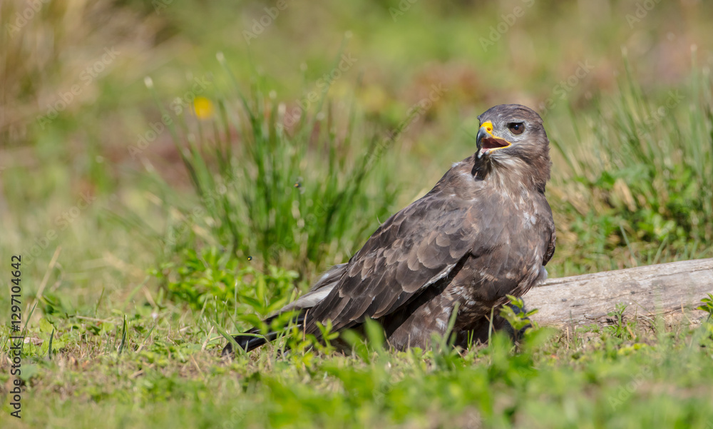 Common Buzzard in autumn at a wet forest Common Buzzard in autumn at a wet forest
