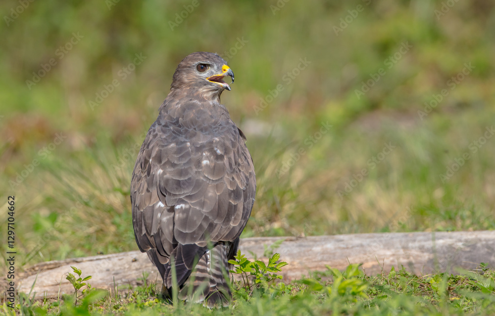 Common Buzzard in autumn at a wet forest Common Buzzard in autumn at a wet forest