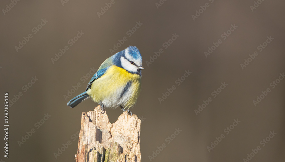 Fototapeta premium Eurasian Blue Tit - at a wet forest in early spring