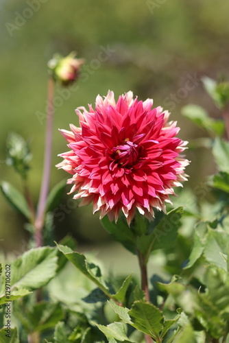 Dahlie