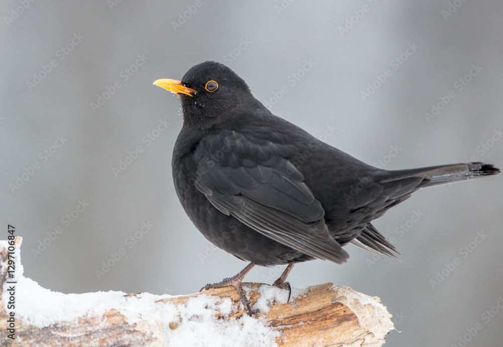 Common blackbird - adult male in winter at a wet forest Common blackbird - adult male in winter at a wet forest