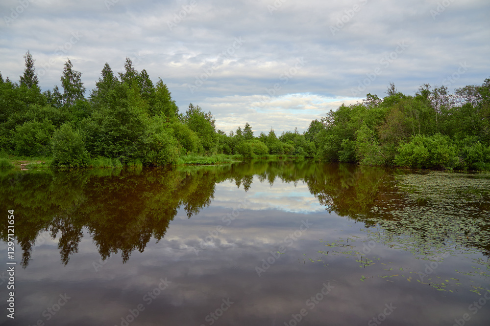 Forest river: midsummer, river flowers, reflection of clouds, Karelian Isthmus, Sestroretskoe swamp. Forest river: midsummer, river flowers, reflection of clouds, Karelian Isthmus, Sestroretskoe swamp.