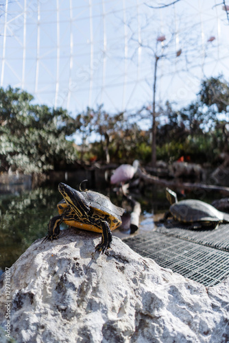 urtle Resting on a Rock in an Enclosed Habitat at an Aquarium photo