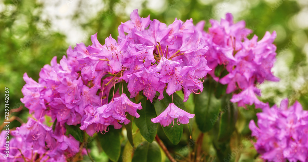 Flowers, park and garden with summer for ecology, zen and peace with outdoor morning. Purple gem, rhododendron and floral nursery for plants, bush landscape or calm botanical nature environment Flowers, park and garden with summer for ecology, zen and peace with outdoor morning. Purple gem, rhododendron and floral nursery for plants, bush landscape or calm botanical nature environment