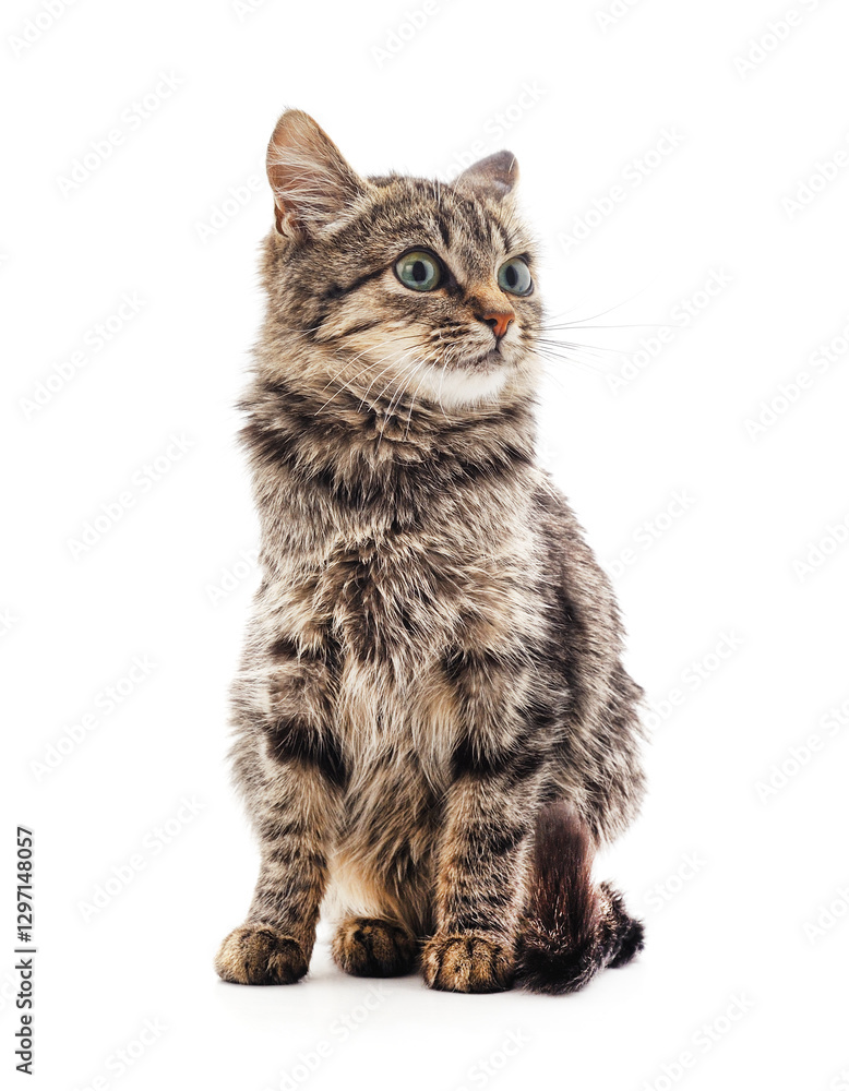 Obraz premium Gray sitting kitty.