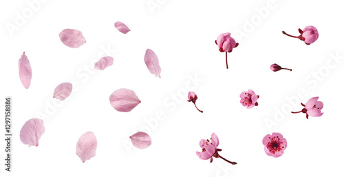 Creative set collection with Blooming of delicate pink flowers falling in the air, isolated on white background. Prunus cerasifera 'Nigra' or Canadian black plum