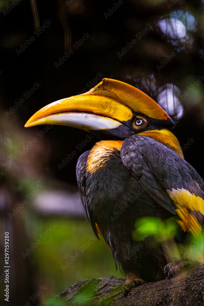 Obraz premium The fascination of tropical birds: the hornbill’s unique appearance and attitude