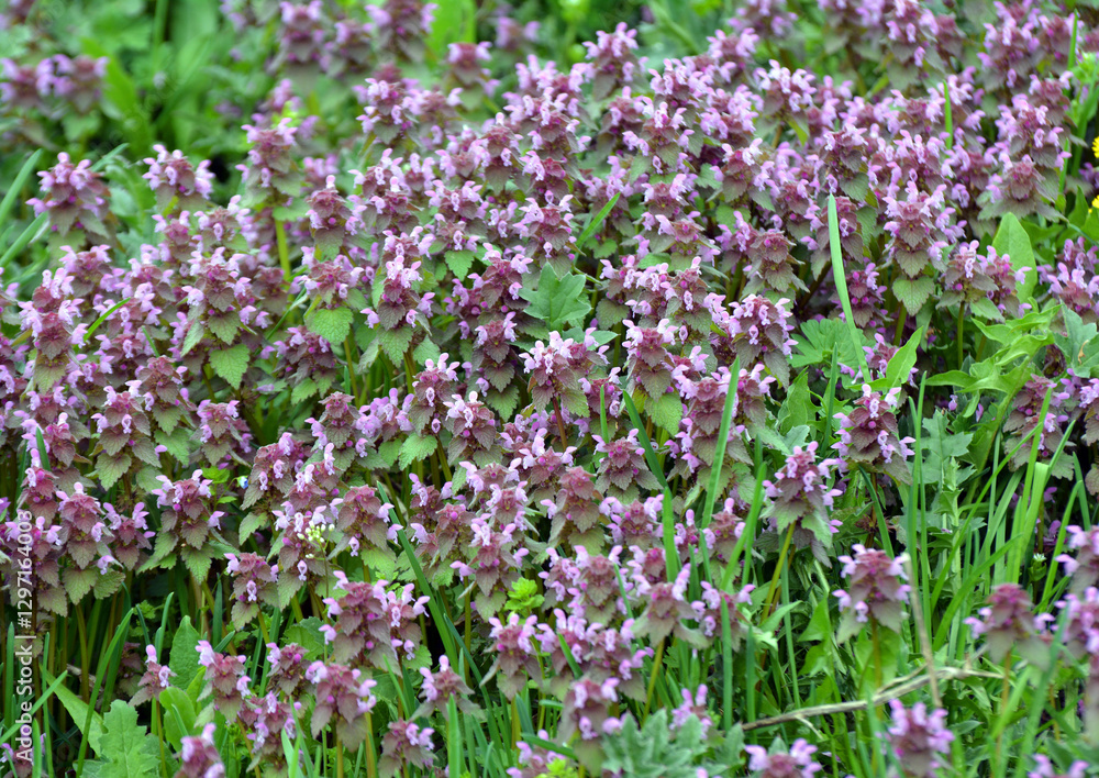 It blooms in nature deaf nettle purple (Lamium purpureum) It blooms in nature deaf nettle purple (Lamium purpureum)