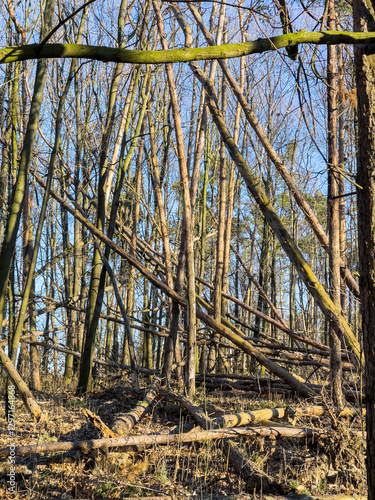 Fallen trees in wood near Prague in March 2022. photo