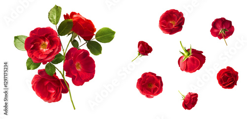 Schilderij op canvas Creative set, collection with Beautiful Red English Rose falling in the air isolated on white background