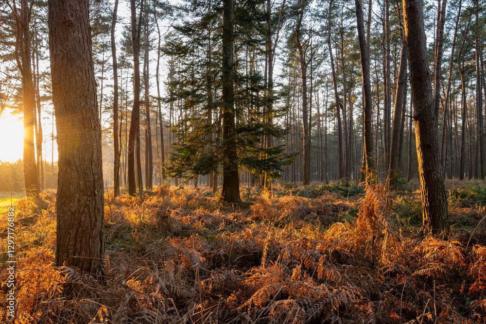 Obraz premium Pins sylvestre et fougères en forêt domaniale l'hiver. Soleil couchant à contre-jour