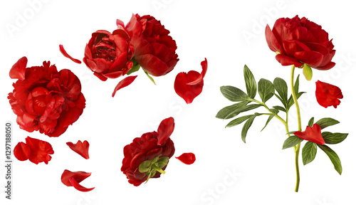 Fototapeta Naklejka Na Ścianę i Meble -  Creative set collection with Beautiful Red Peony falling in the air isolated on white background. High resolution. Zero gravity or levitation concept.
