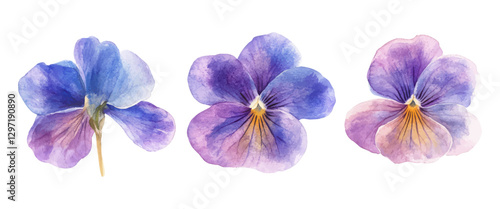 Beautiful Watercolor Illustration of Three Purple and Blue Pansy Flowers with Delicate Petals on a White Background