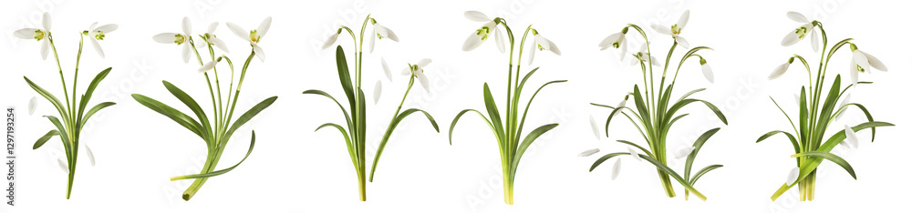 Obraz premium Creative set, collection with many Beautiful Snowdrop flowers with green leaves falling in the air isolated on white background. Spring time levitation or zero gravity conception.
