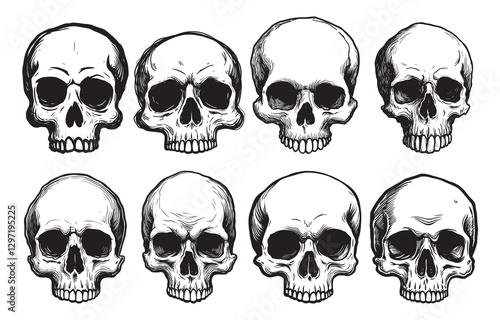 Vector front view human skull illustrations set on white background. Monochrome anatomical drawing collection.