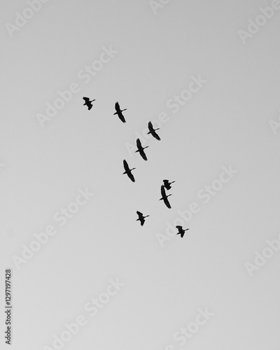 Photography birds in flight