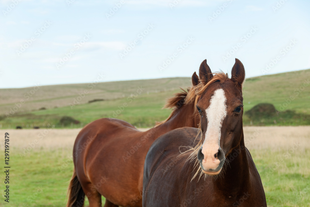 Portrait of a brown horse in the field, Sussex, England, UK. Portrait of a brown horse in the field, Sussex, England, UK.