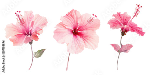 Elegant Watercolor Illustration of Three Pink Hibiscus Flowers with Delicate Petals on a Light Background