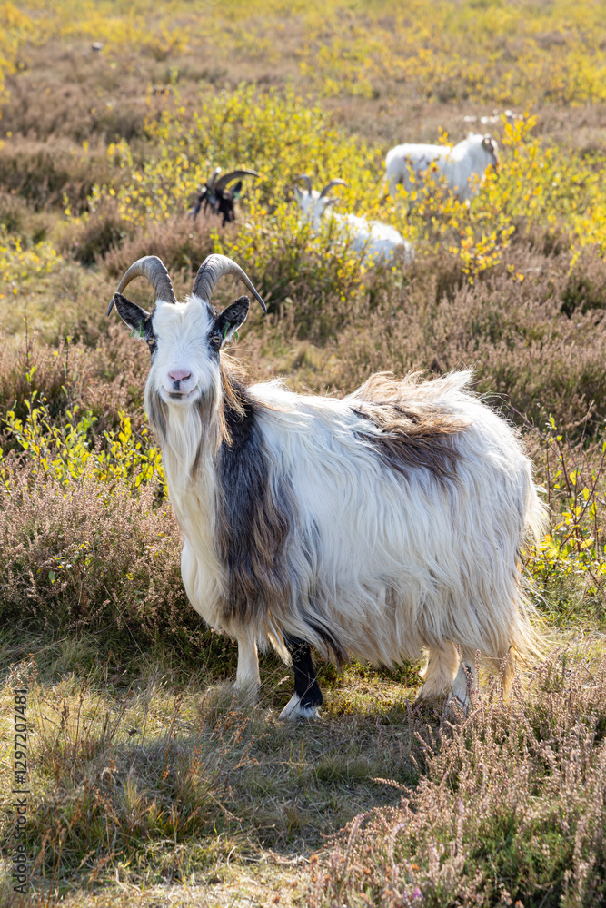 Obraz premium Portrait of Dutch country goat in a sunny nature herbal field Scharreveld in Eursinge Drenthe The Netherlands