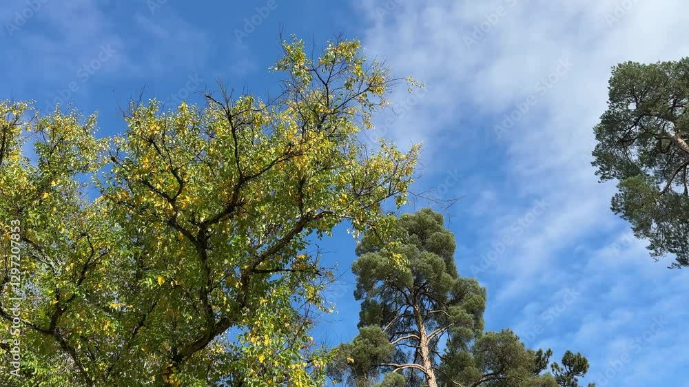 looking up at fall trees against blue sky looking up at fall trees against blue sky