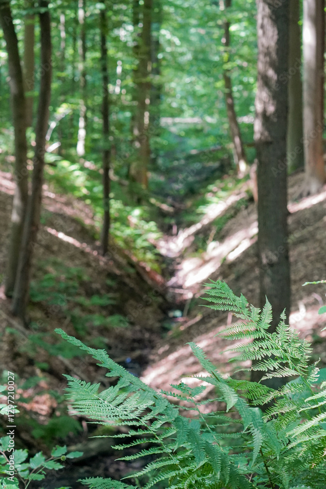 Fototapeta premium Fern (Polypodiales)growing in front of a small forest valley with a stream flowing and sun shining though the leafs, North Rhine-Westphalia, Germany
