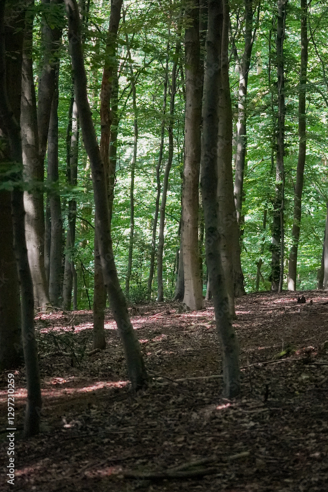 Dark beech tree forest silhouette with fright green sunlit background, North Rhine-Westphalia, Germany Dark beech tree forest silhouette with fright green sunlit background, North Rhine-Westphalia, Germany
