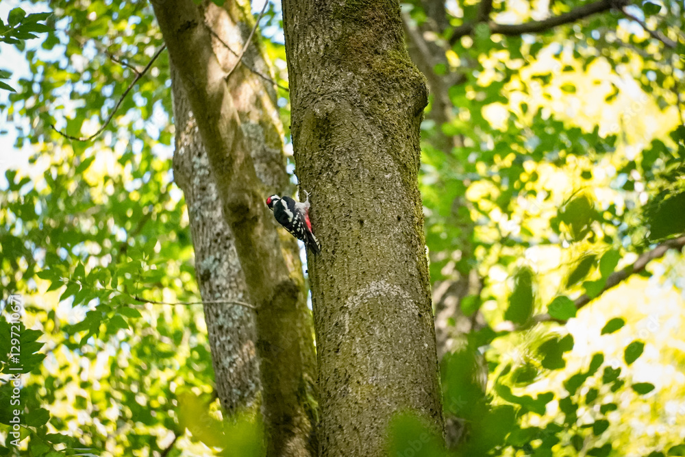 Great Spotted Woodpecker (Dendrocopos major) with one leg up on the tree trunk, North Rhine-Westphalia, Germany Great Spotted Woodpecker (Dendrocopos major) with one leg up on the tree trunk, North Rhine-Westphalia, Germany