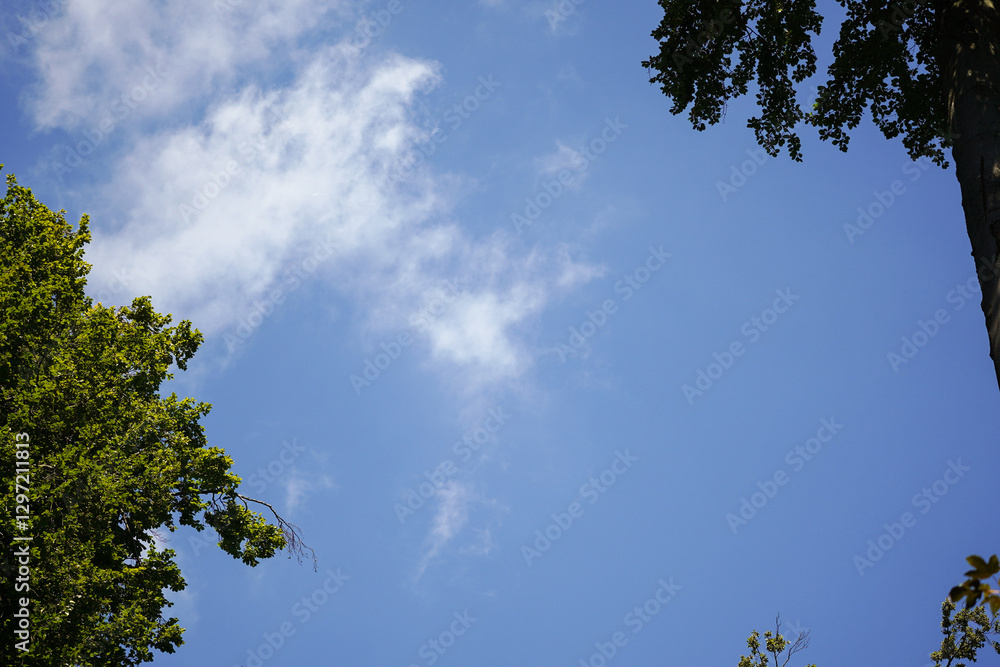 Clear blue sky with small white cloud and leaf trees in the corners, view from the bottom Clear blue sky with small white cloud and leaf trees in the corners, view from the bottom