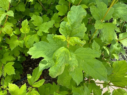 Ruby Slippers Hydrangea. Hydrangea quercifolia, commonly known as oakleaf hydrangea.
 photo