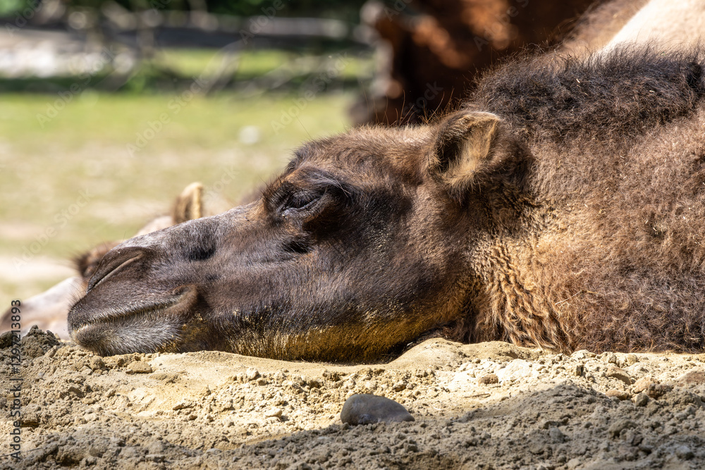 Fototapeta premium Bactrian camel, Camelus bactrianus in a german park