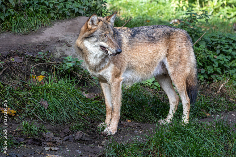 Fototapeta premium European Grey Wolf, Canis lupus in a german park
