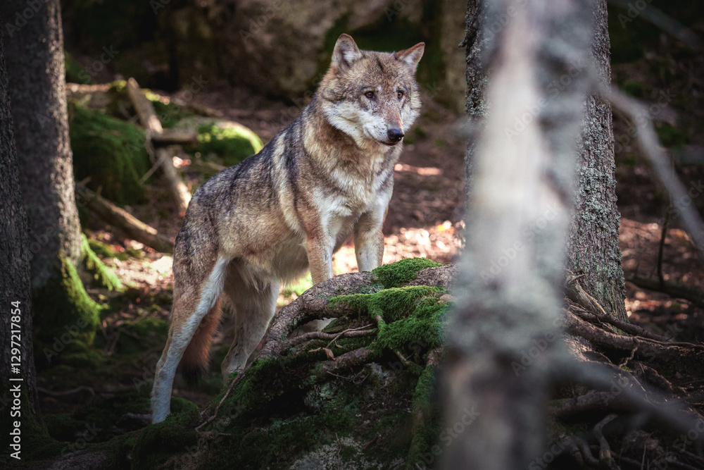 Obraz premium wolf in the woods