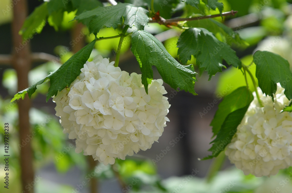 Blooming Viburnum Opulus bushy plant with white-creamy blooming balls and green leaves. Gardening concept. Blooming Viburnum Opulus bushy plant with white-creamy blooming balls and green leaves. Gardening concept.