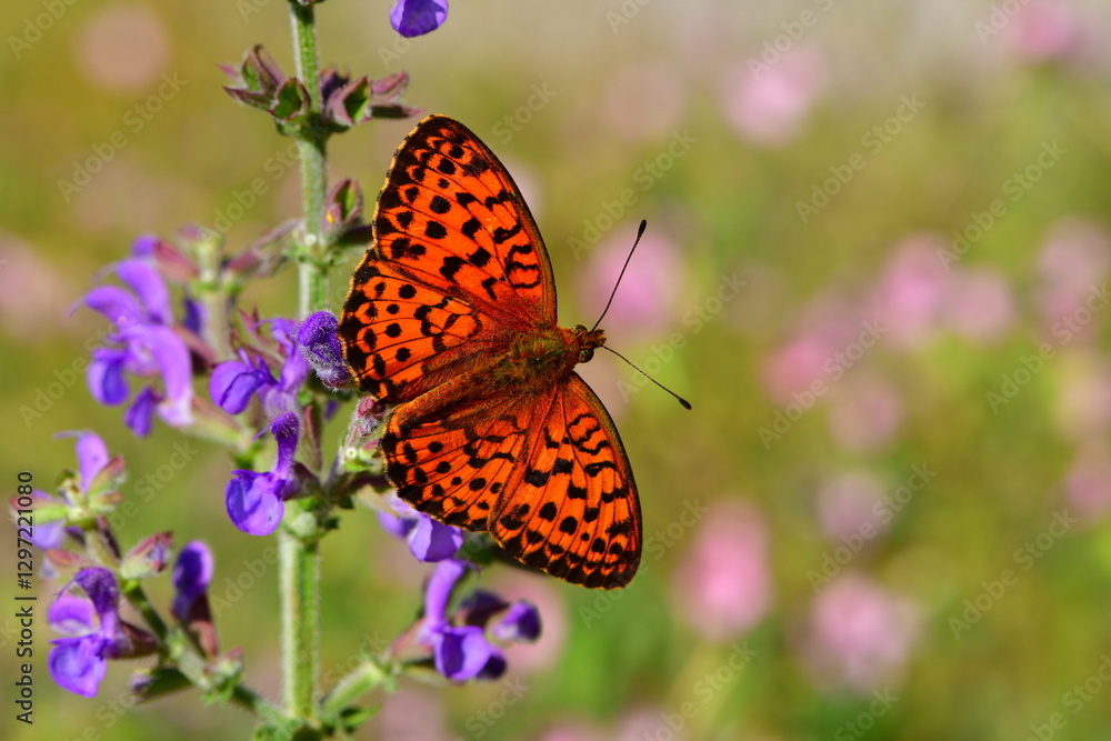 Obraz premium Brenthis Daphne 1138