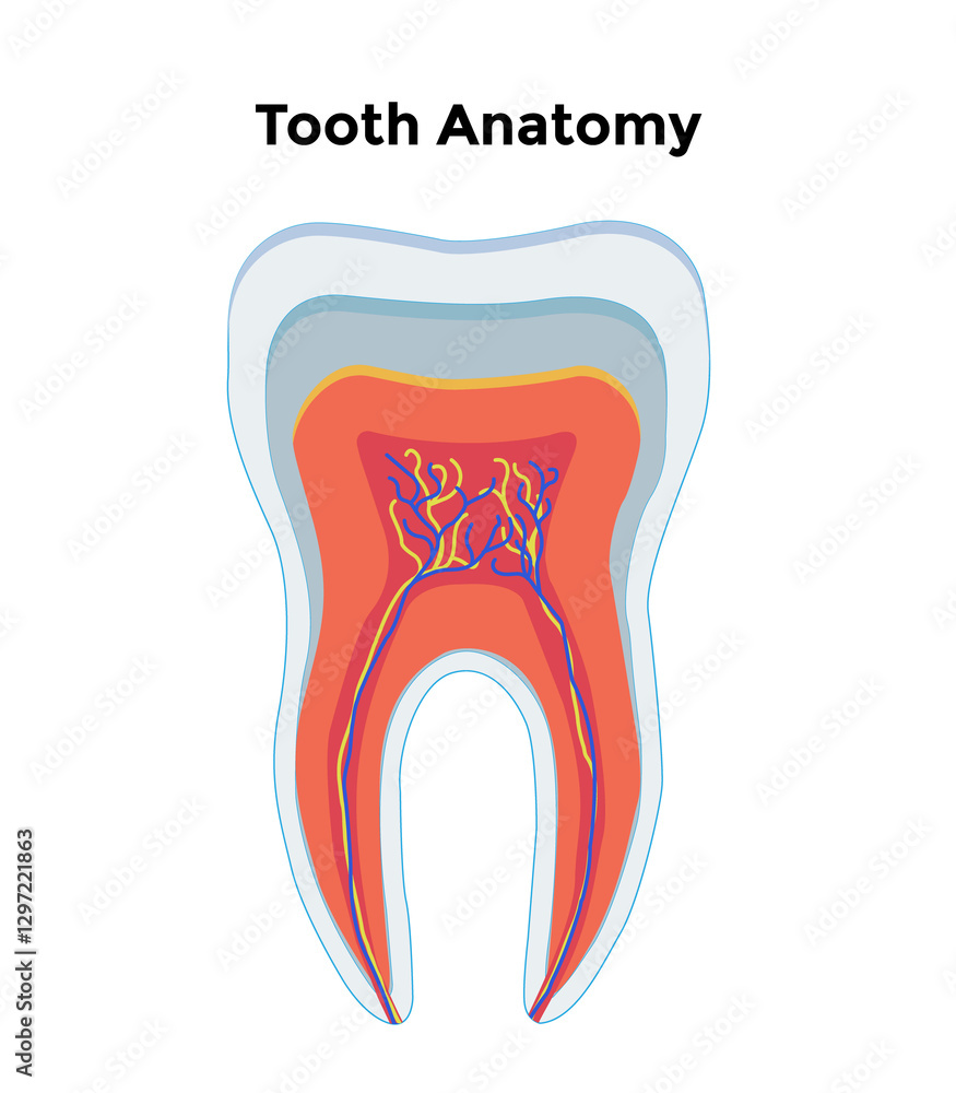 Dental tooth anatomy. Cross-section of human tooth with infographics and description. Dental tooth anatomy. Cross-section of human tooth with infographics and description.